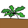 雨の中、大根といんげんを収穫。