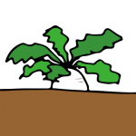 雨の中、大根といんげんを収穫。