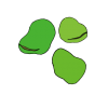 ソラマメの植え付け