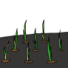 玉ねぎ苗の植付け