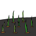 玉ねぎ苗の植付け