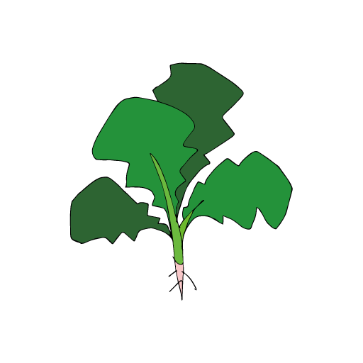 ほうれん草 2018年12月24日種まき